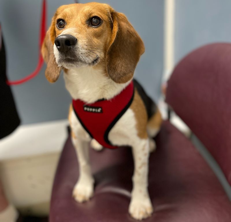 Beagle wearing red harness sitting on exam table