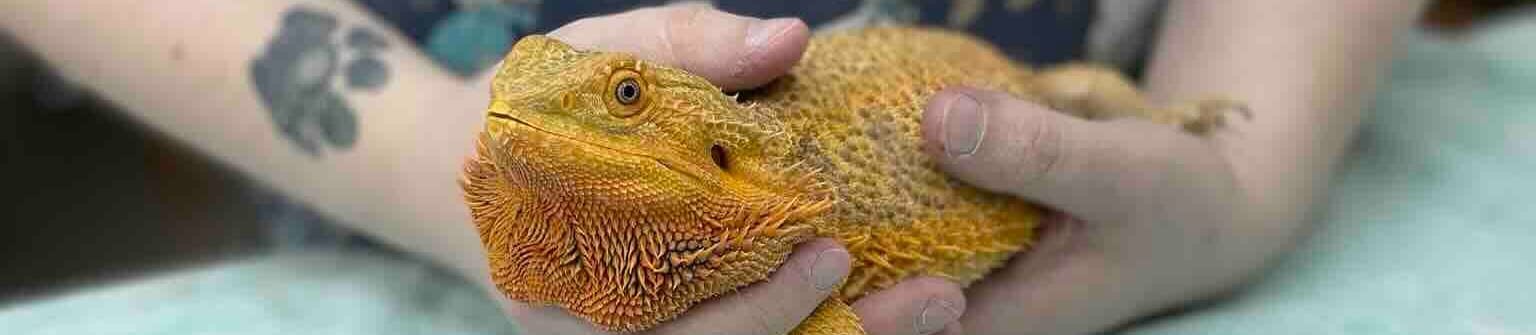 A veterinary technician holding an orange bearded dragon at Heights Hospital for Animals in Yorktown Heights