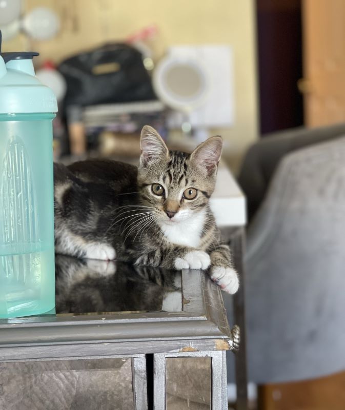 Gray tabby kitten with white paws standing on metal surface