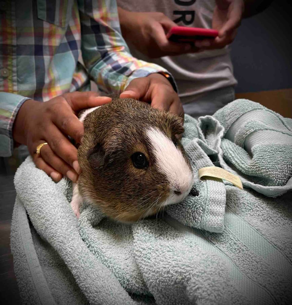 Brown and white guinea pig being examined by veterinary staff