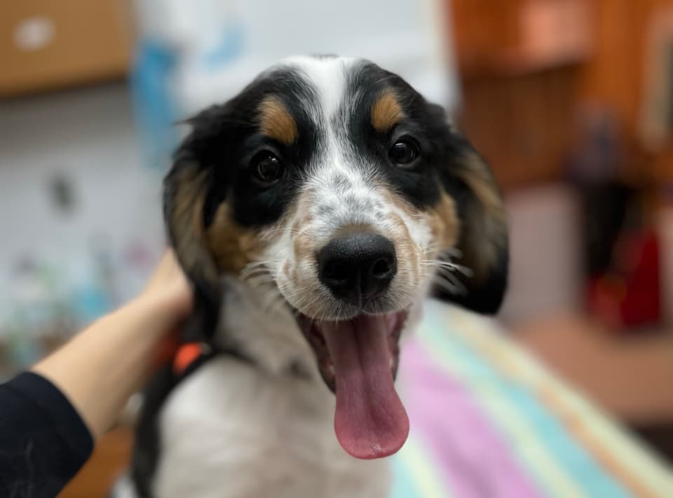 Smiling tricolor puppy with tongue out at veterinary clinic