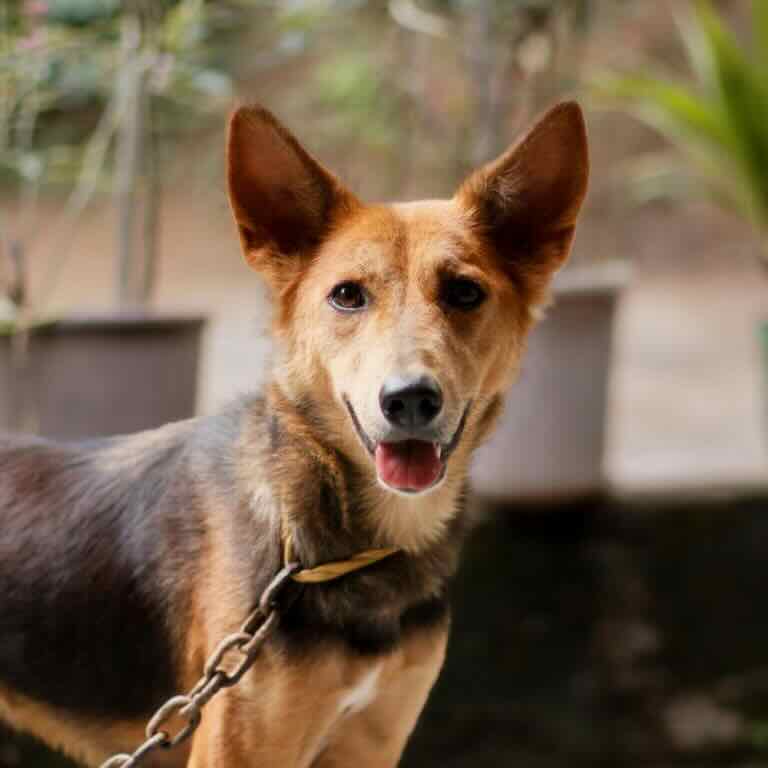 Healthy, happy dog at the veterinary clinic