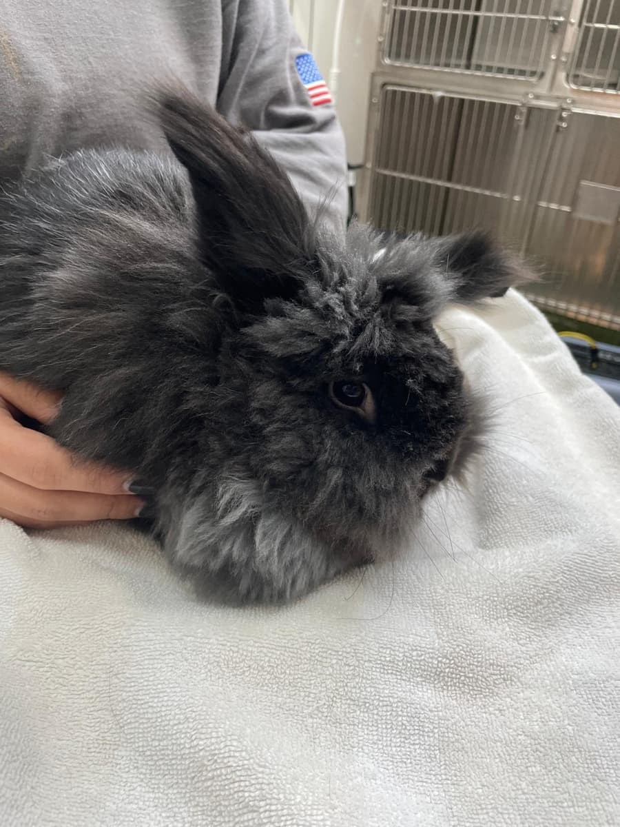 Owner gently holding a healthy cream-colored pet rabbit at home