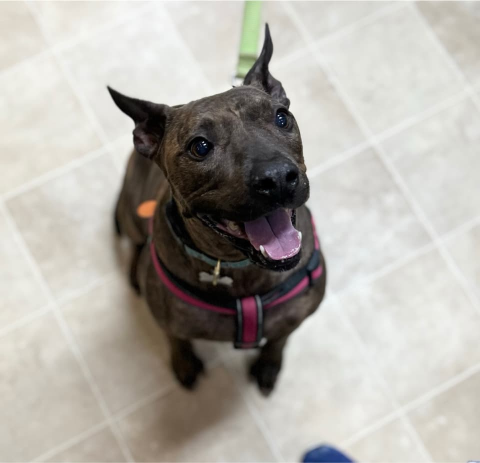 Gray pit bull wearing pink harness looking up at camera