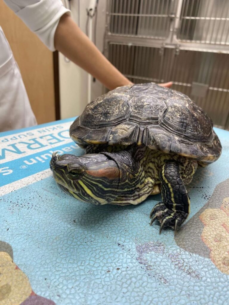 Large red-eared slider turtle on exam table with veterinarian