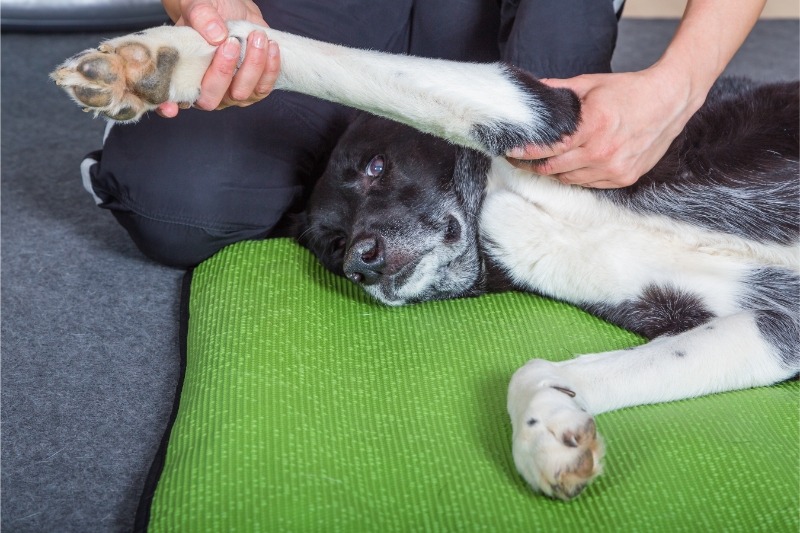 Black and white senior dog lying calmly during veterinary examination