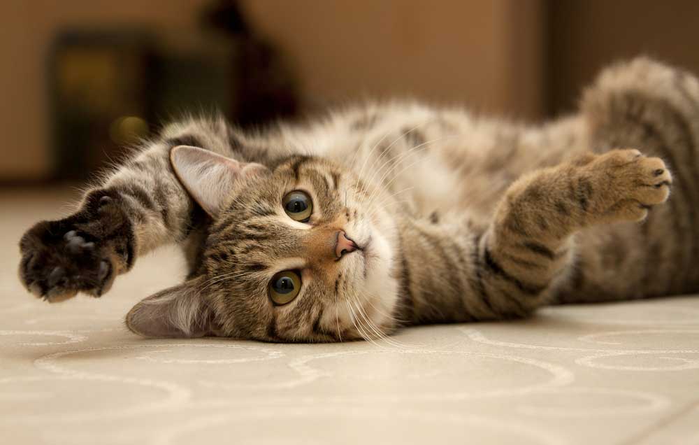 Tabby cat lying on back with paws up looking at camera