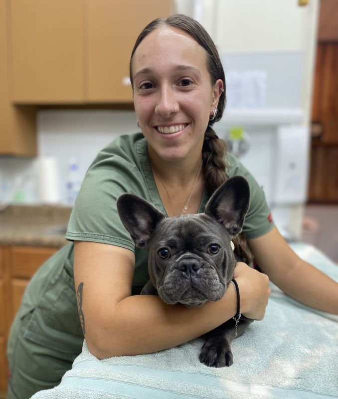 Smiling veterinary assistant holding gray French Bulldog