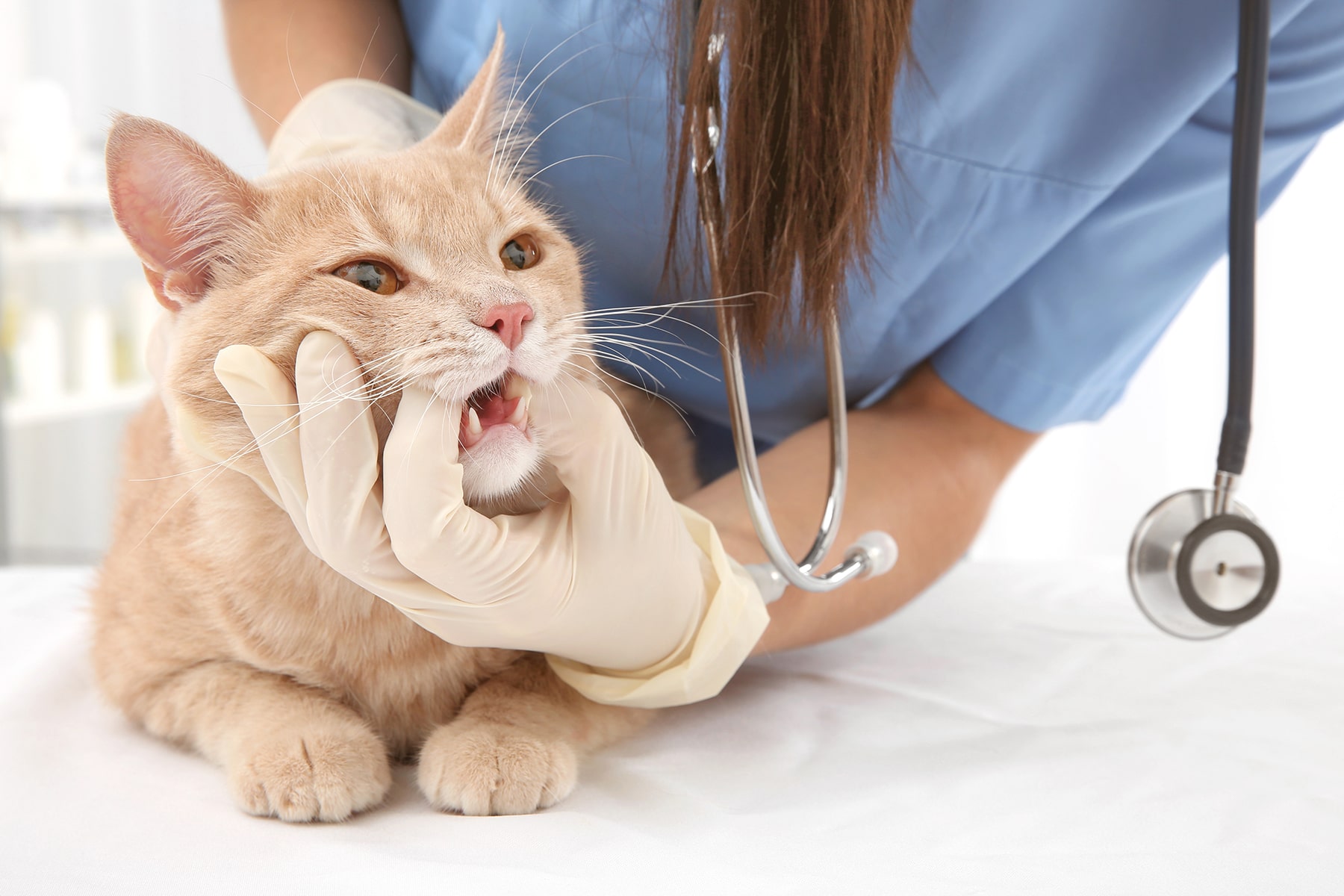 A veterinary professional examines a calm orange cat's teeth and gums during a routine dental checkup