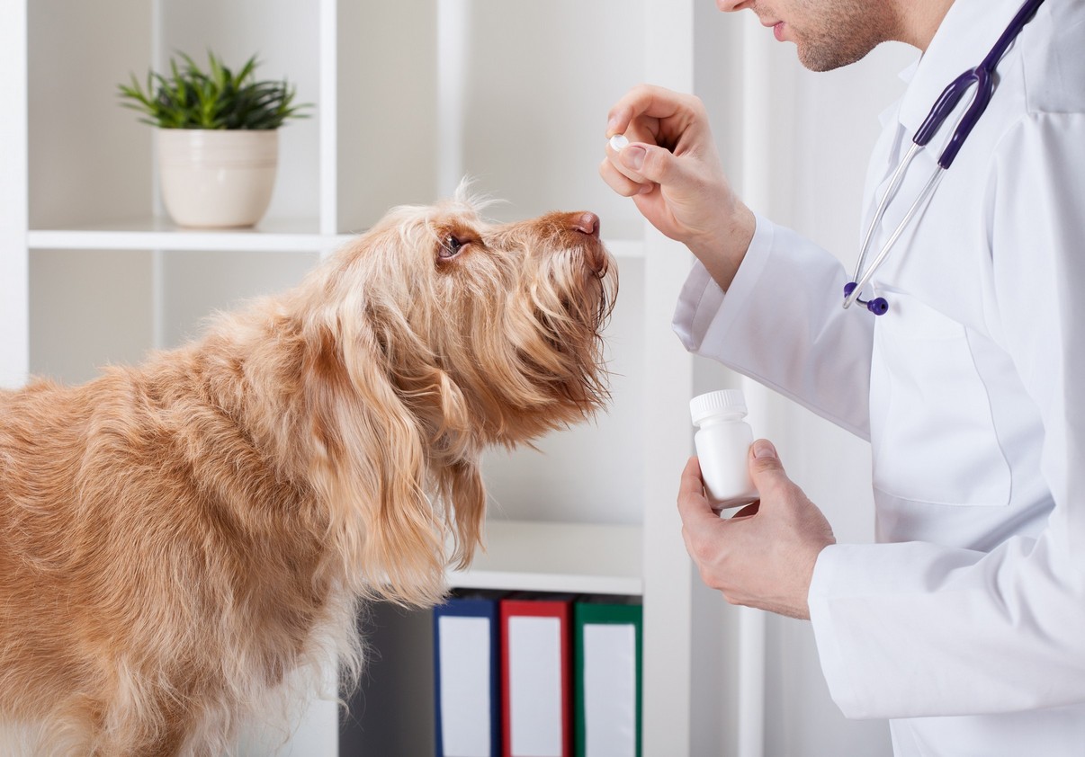 A veterinarian administers a pill to an attentive golden dog during a clinic visit