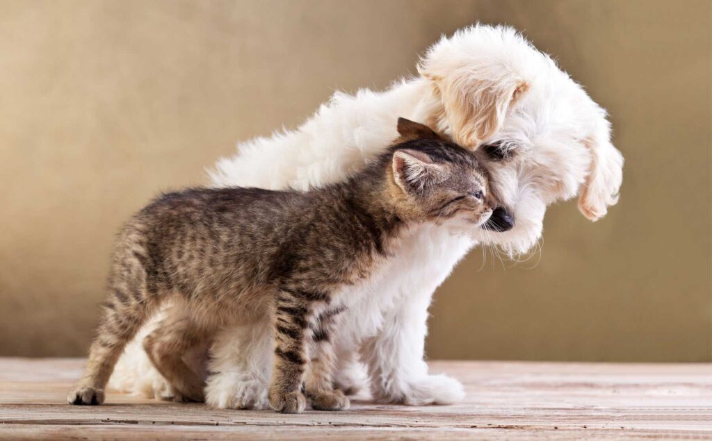 White fluffy puppy nuzzling a brown tabby kitten affectionately