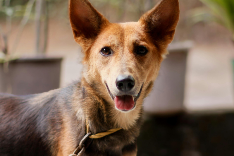 Help! There’s Something Wrong With My Pet’s Ears!