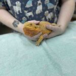Veterinary technician holding orange bearded dragon lizard