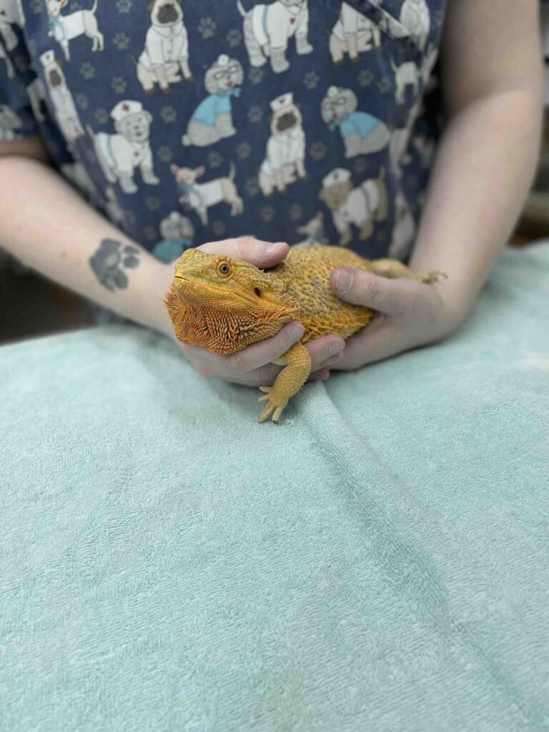 Veterinary technician holding orange bearded dragon lizard