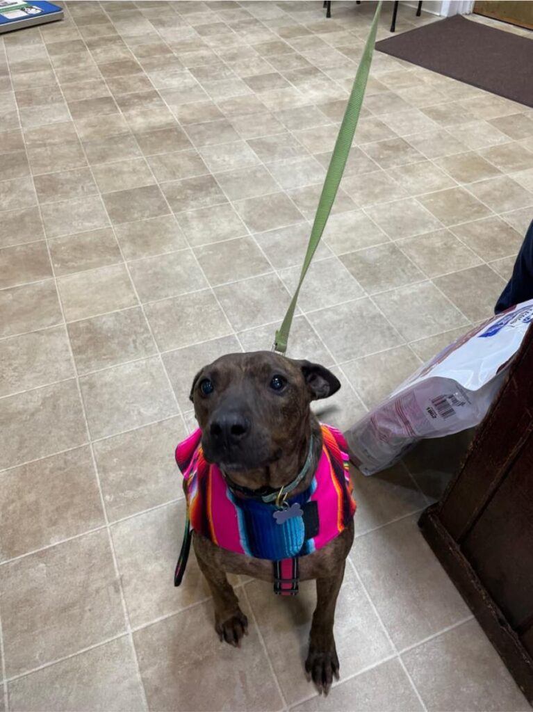 Brindle dog wearing colorful striped harness in clinic waiting room