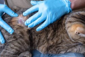 Veterinarian in blue gloves examining tabby cat's skin condition