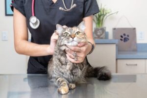 Veterinarian with stethoscope examining fluffy tabby cat on table
