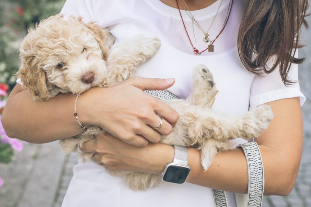 Person cradling small cream-colored fluffy puppy outdoors