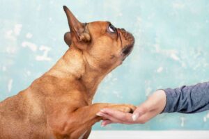 Brown dog giving paw to human hand against blue background