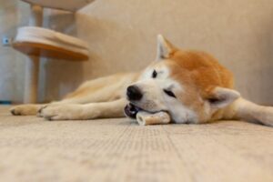 Shiba Inu puppy chewing on dental bone treat