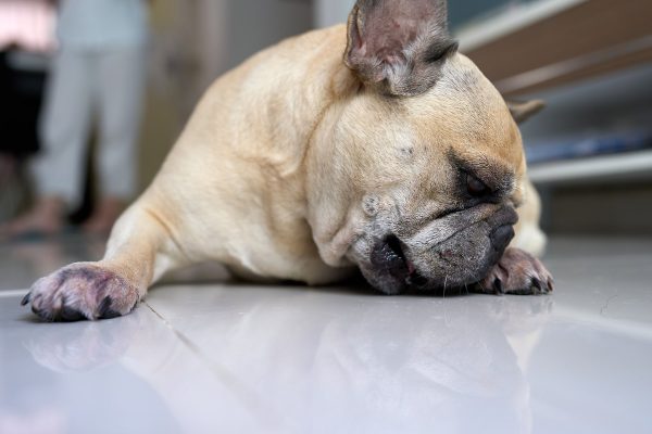 Tan French Bulldog with visible skin condition resting on floor