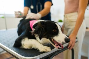 Border Collie receiving vaccination on exam table with owner present