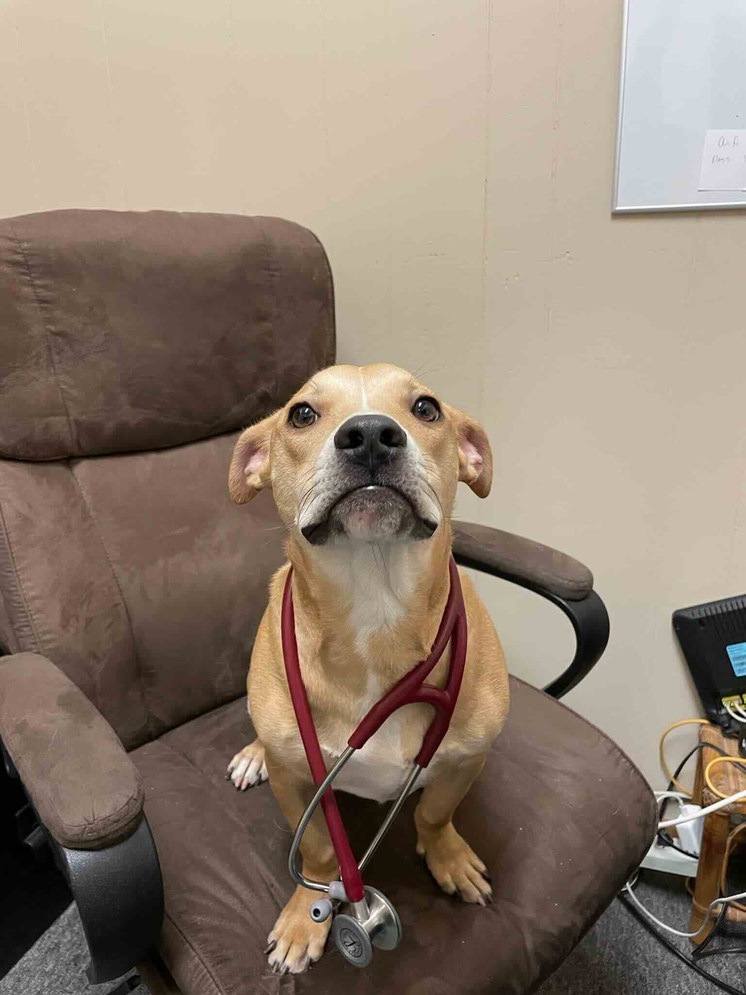 Tan and white dog looking upward in exam room chair