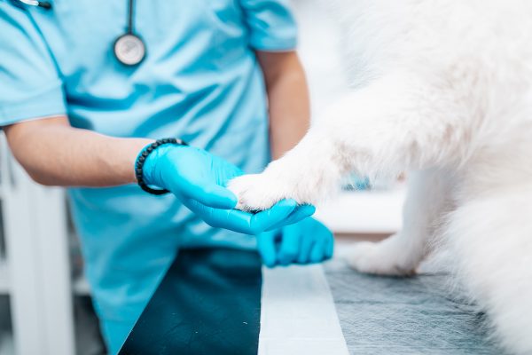 Veterinarian in blue scrubs examining white fluffy dog's paw