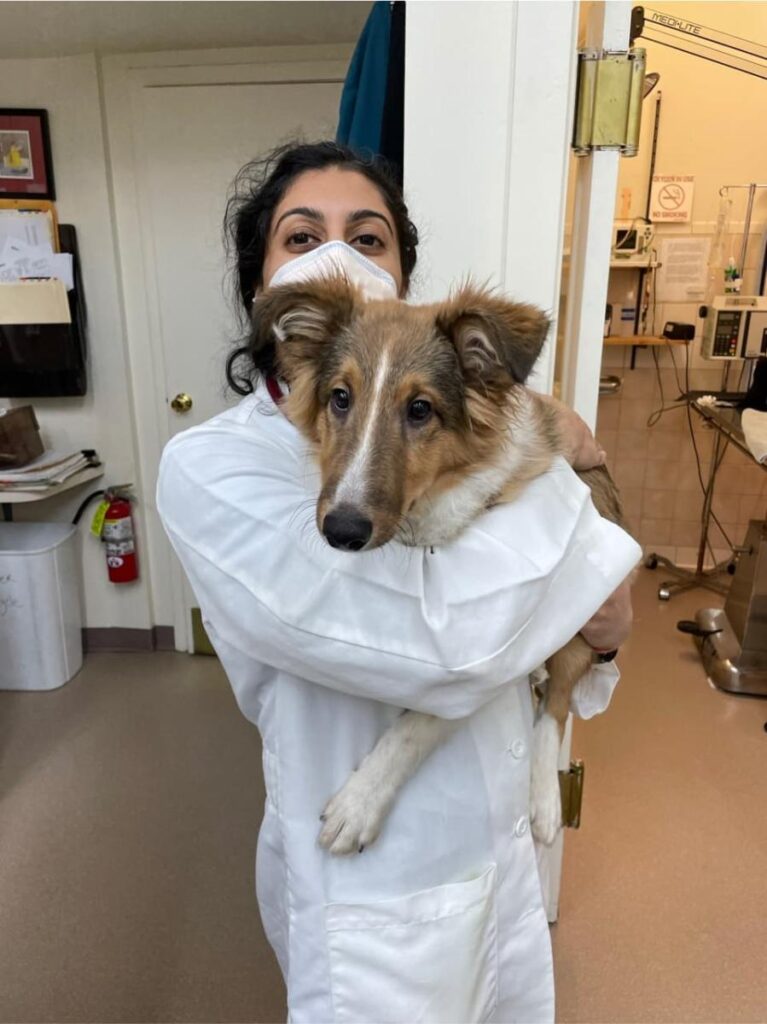 Veterinarian in white coat holding brown and white Shetland Sheepdog