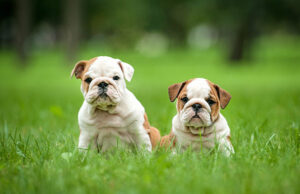 Two English Bulldog puppies sitting together on green grass
