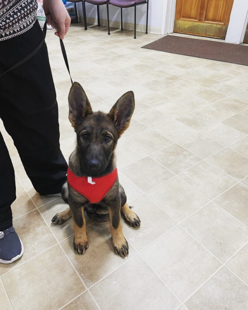 German Shepherd puppy wearing red harness sitting in clinic