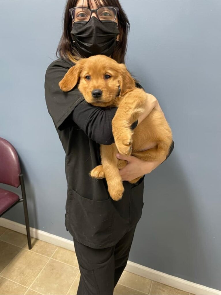 Masked vet tech in black scrubs holding golden retriever puppy