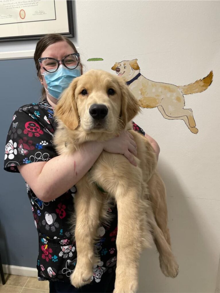 Masked technician holding golden retriever puppy in front of dog artwork