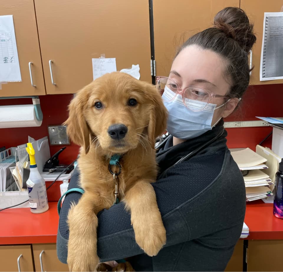 Masked veterinary staff member holding golden retriever puppy
