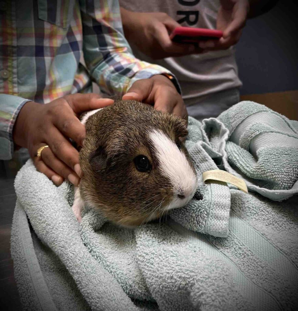 Brown and white guinea pig being examined by veterinary staff