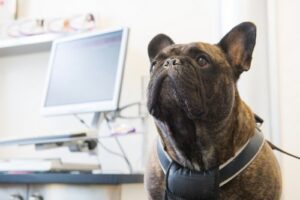 French Bulldog in clinic with laboratory equipment in background
