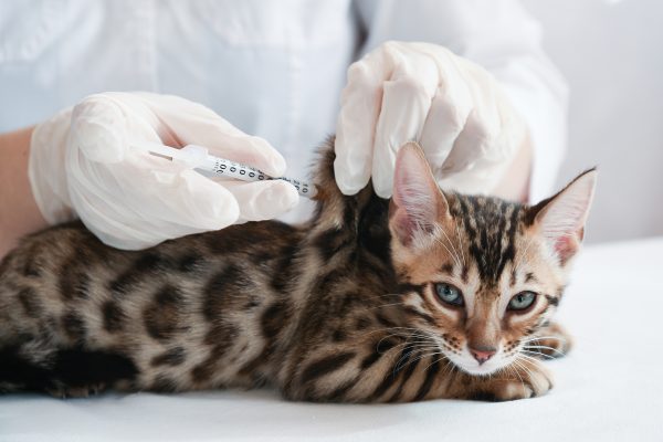 Veterinarian in gloves administering vaccine to Bengal kitten