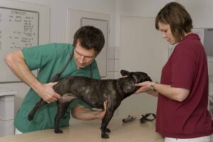 Veterinarian and assistant examining black dog's leg on exam table