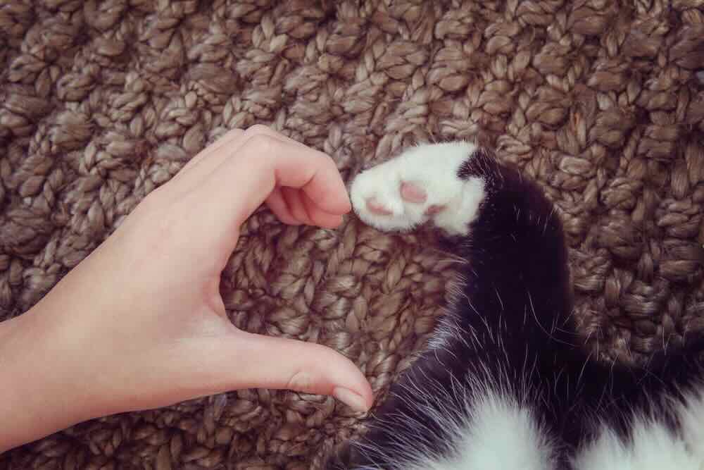 Human hand gently holding a black and white cat's paw