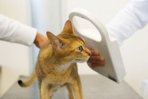 Veterinarian scanning orange cat with microchip reader