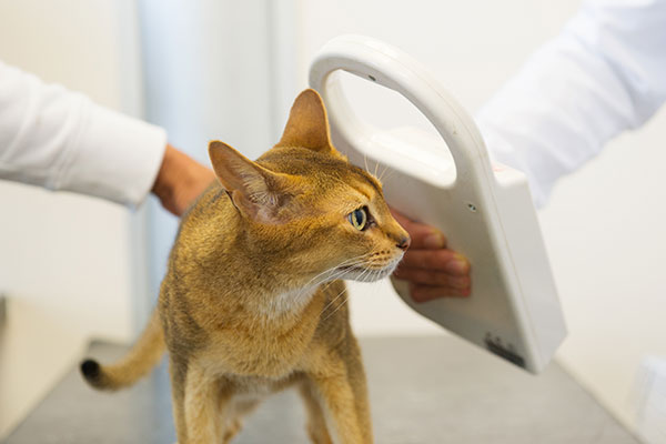 Veterinarian scanning orange cat with microchip reader