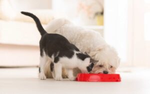 White fluffy puppy and tuxedo kitten eating together from red bowl