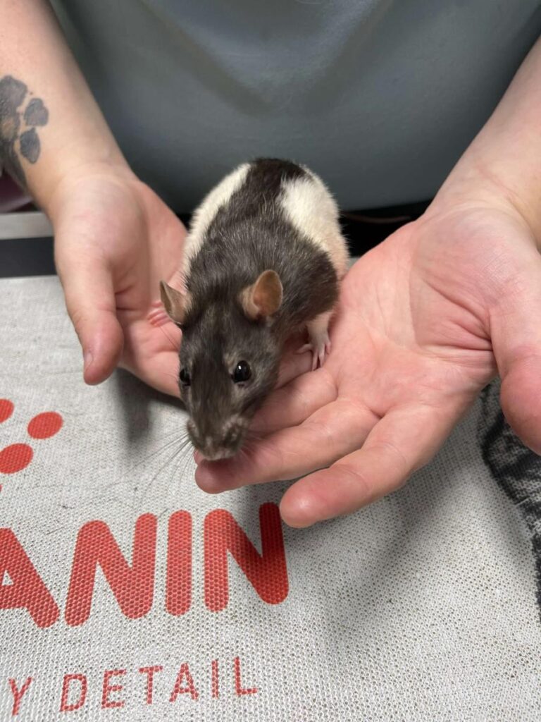 Black and white hooded rat being held in hands