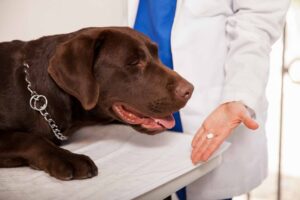 Chocolate Labrador being offered medication by veterinarian's hand