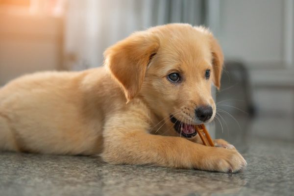 Golden retriever puppy chewing on stick indoors