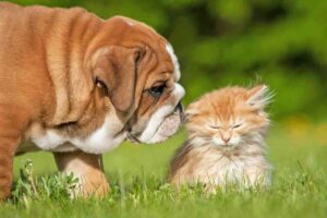 English Bulldog puppy meeting orange kitten on grass