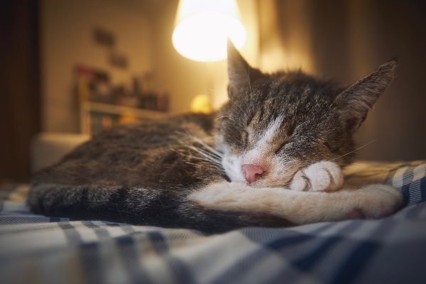 Senior tabby cat sleeping peacefully on plaid blanket