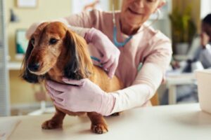 Veterinarian examining senior Dachshund with stethoscope