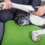 Black and white senior dog lying calmly during veterinary examination