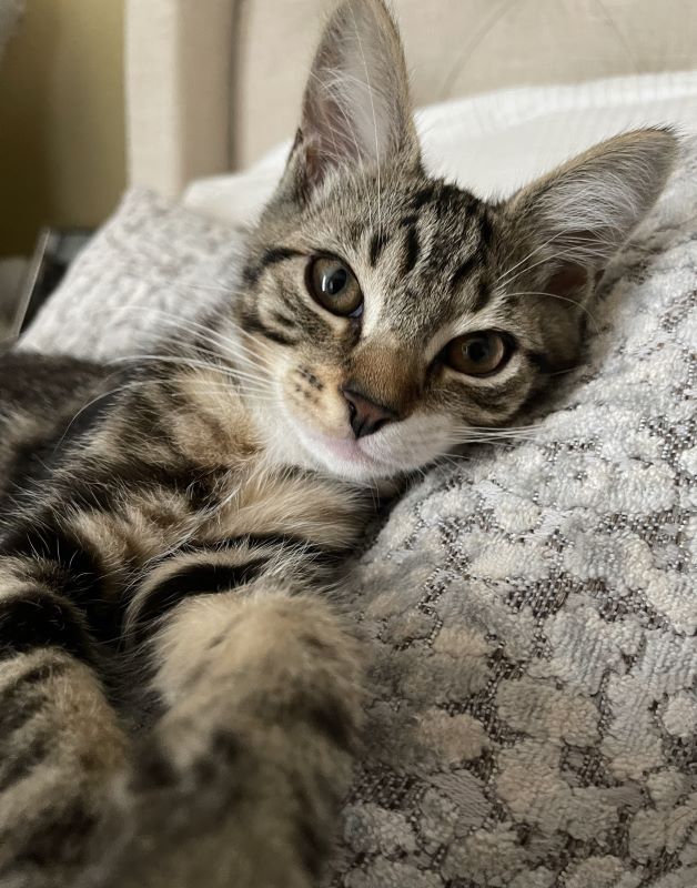 Gray tabby kitten with white markings lying on soft blanket